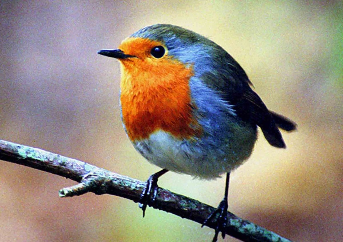 Малиновка птичка