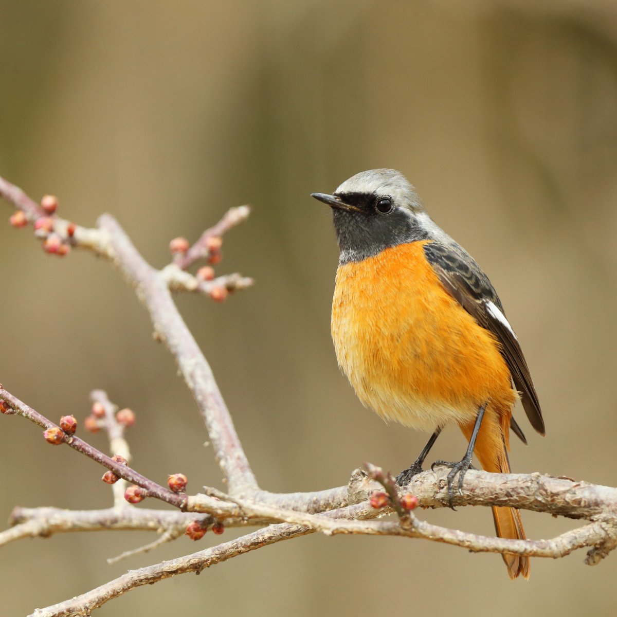 Малиновка Зарянка птичка