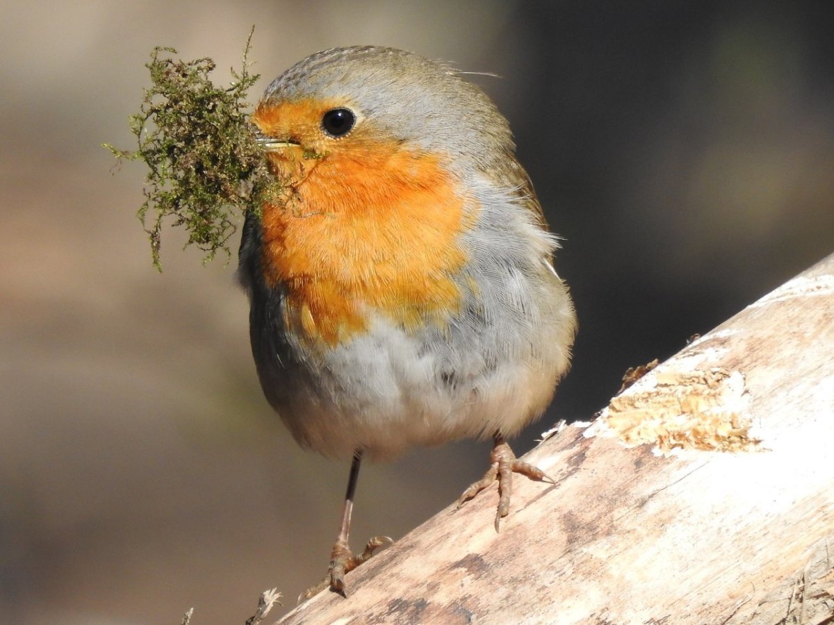 Зарянка фото птицы самец и самка