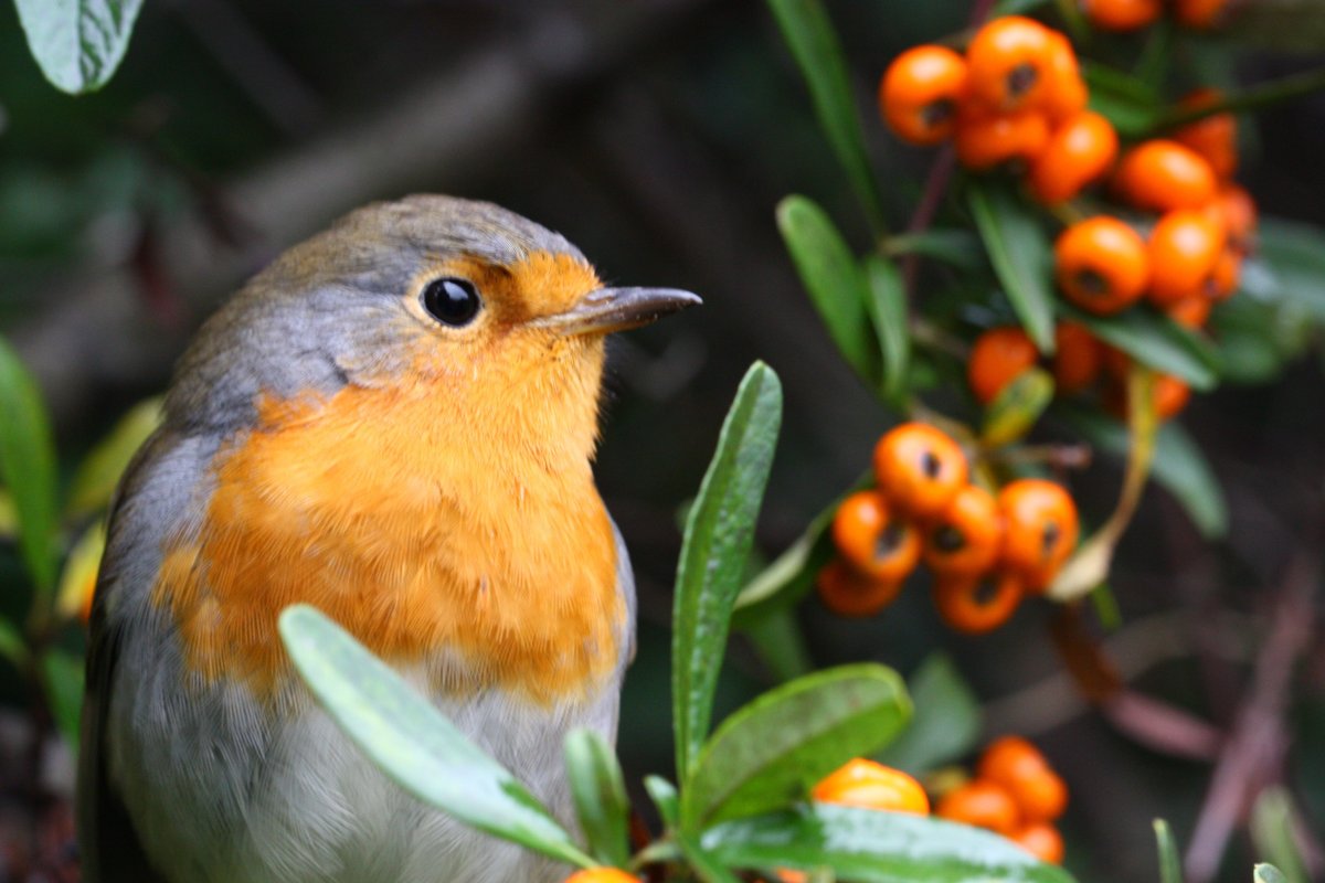 Красногрудая Малиновка Маргарет