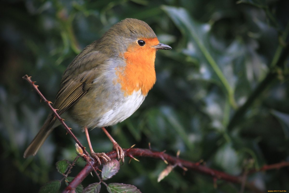 A Robin Малиновка