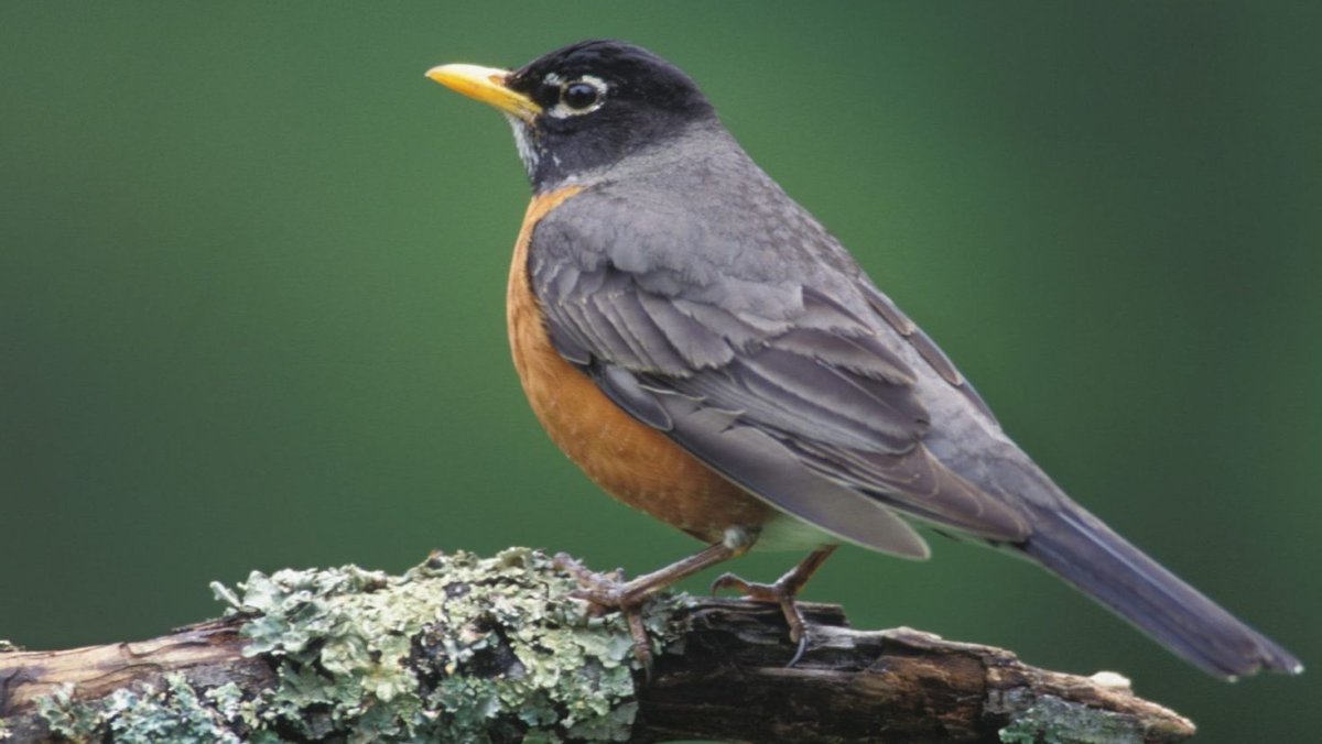 Зарянка горихвостка