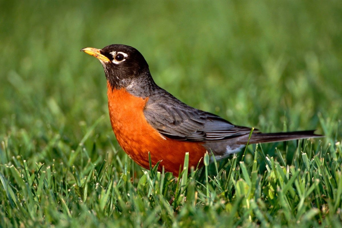 Американский Дрозд turdus migratorius