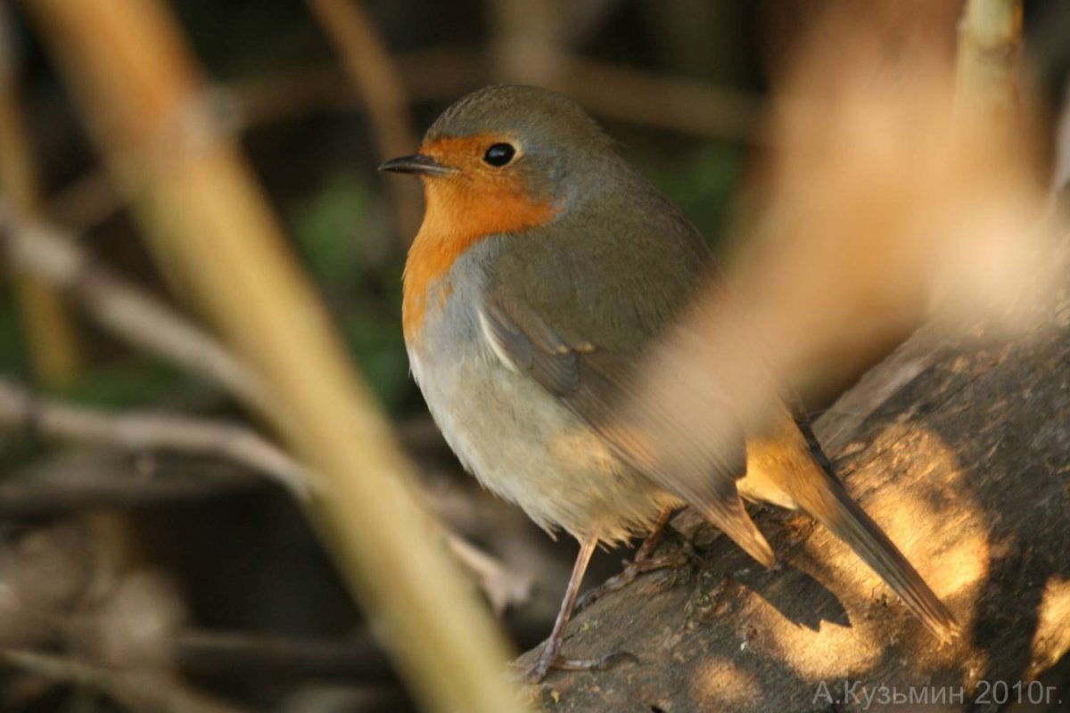 Robin Redbreast