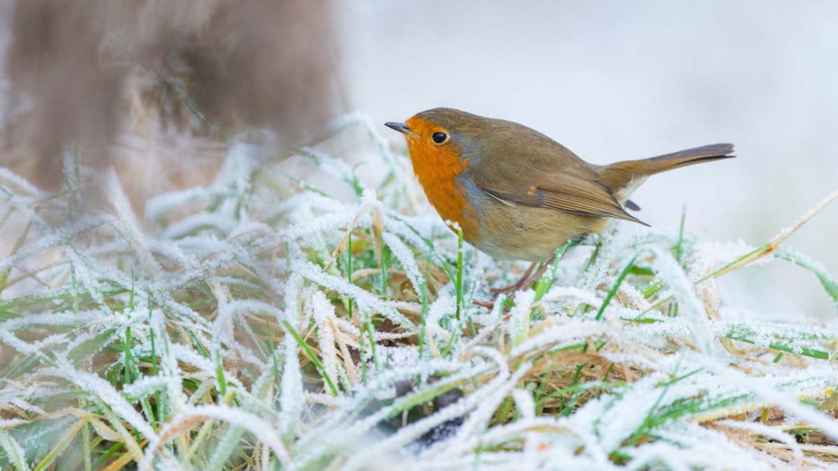 Птица Зарянка Малиновка