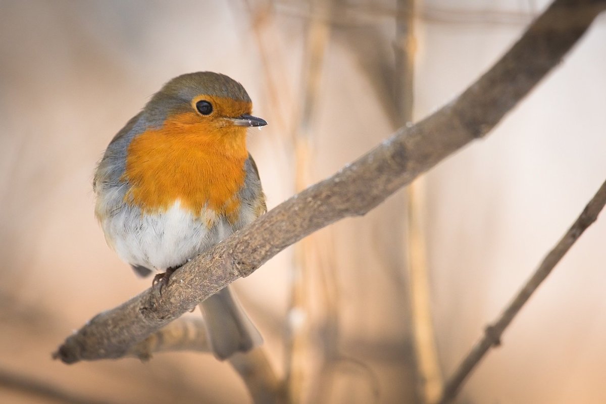 Зарянка Робин