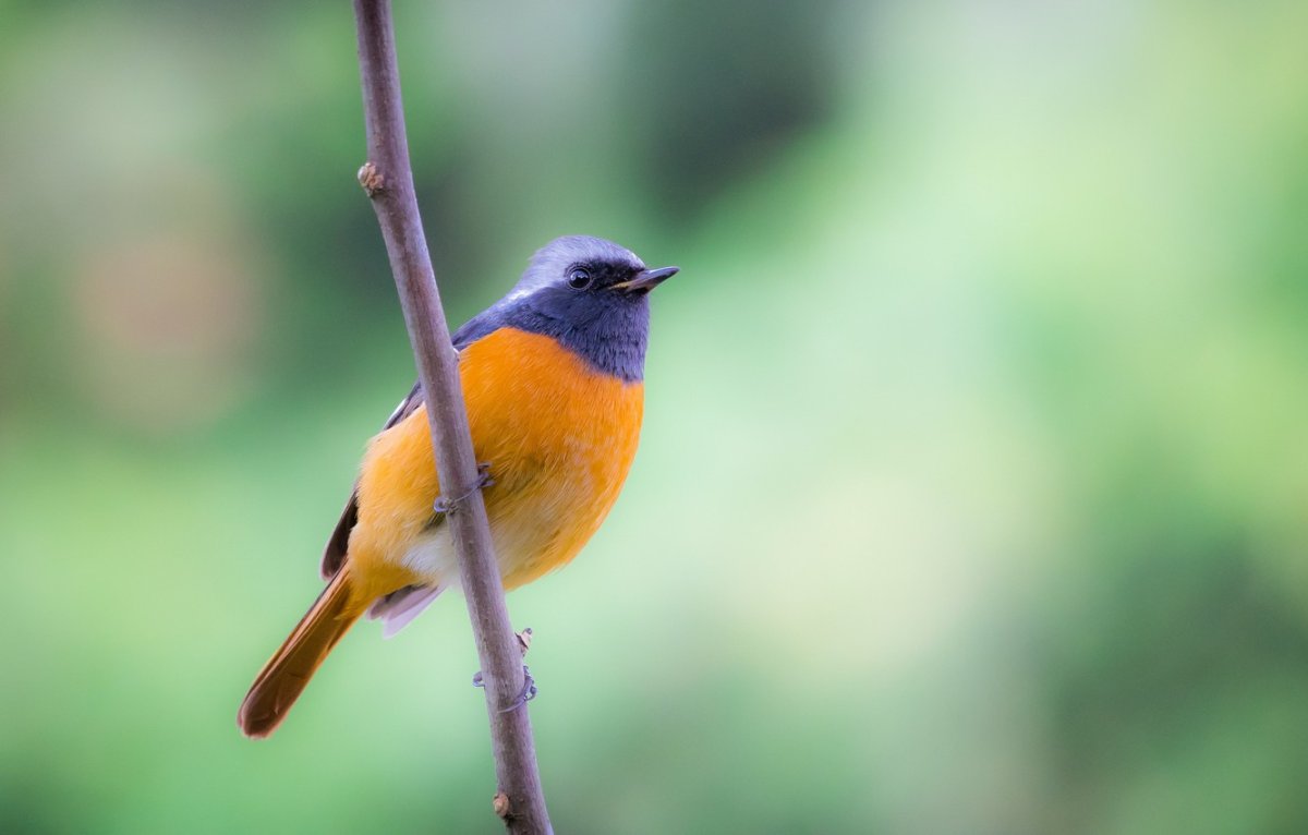 Синица горихвостка