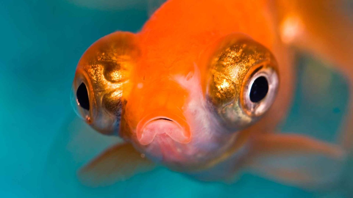 Обыкновенная плотва и чебак