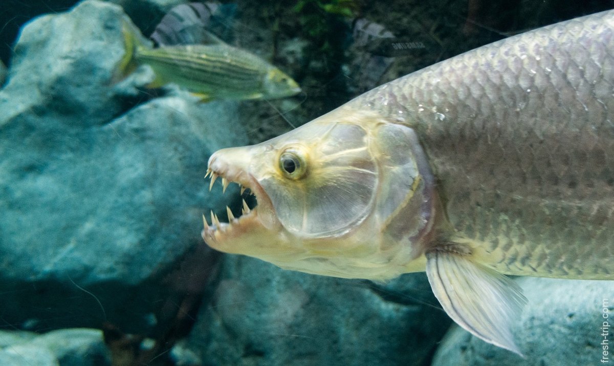 Savage Gear окунь