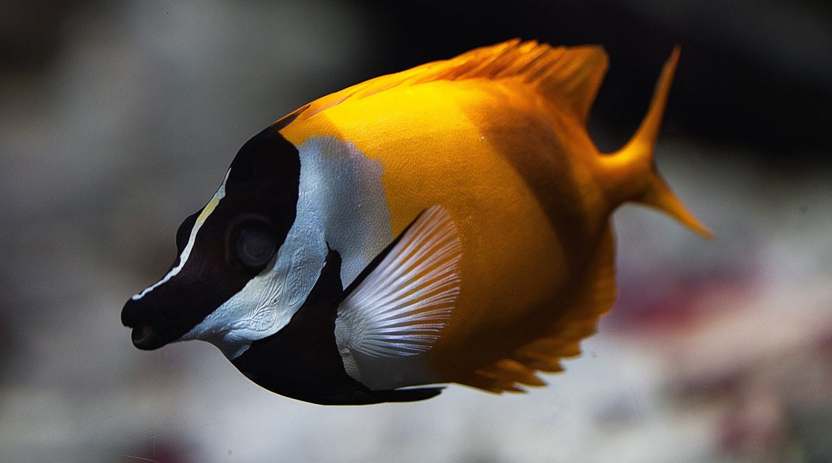 Рыба Терапон Голиаф