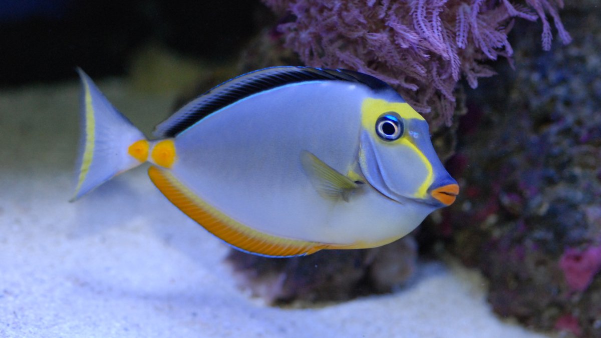 Рыбка на удочке