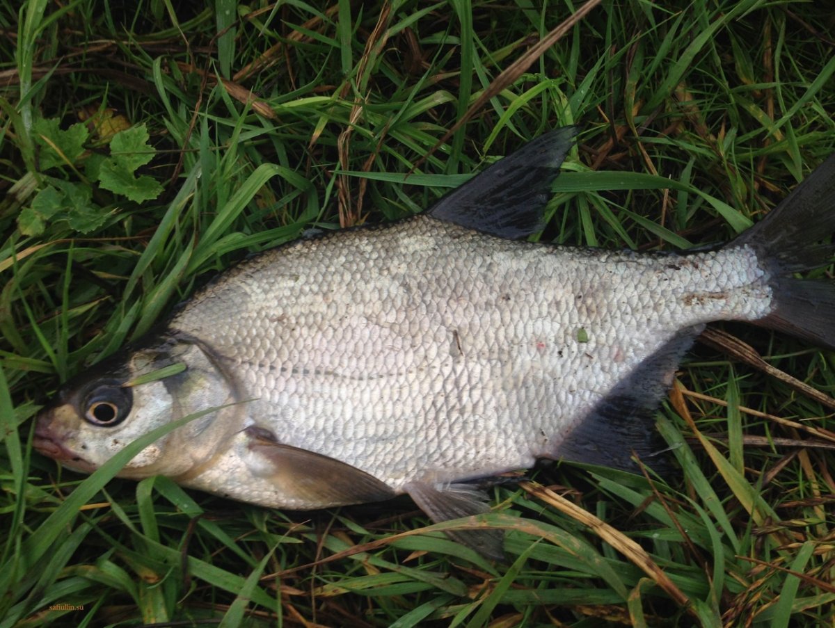 Смешные рыбы