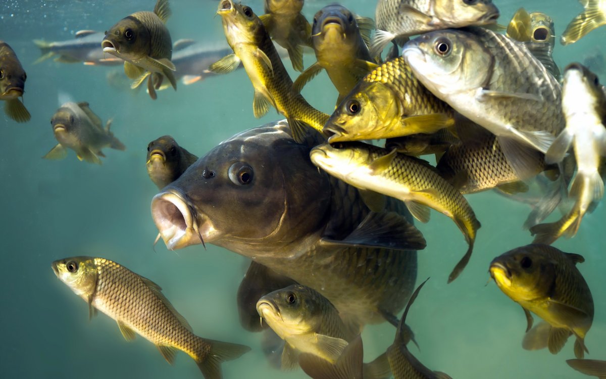 Рыба в водоеме