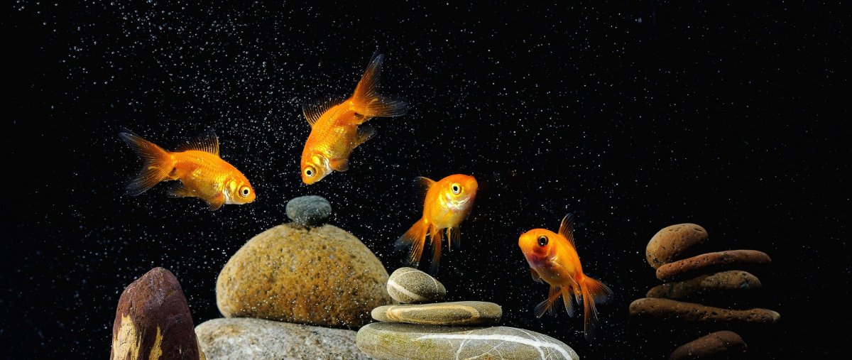 Рыбки плавают