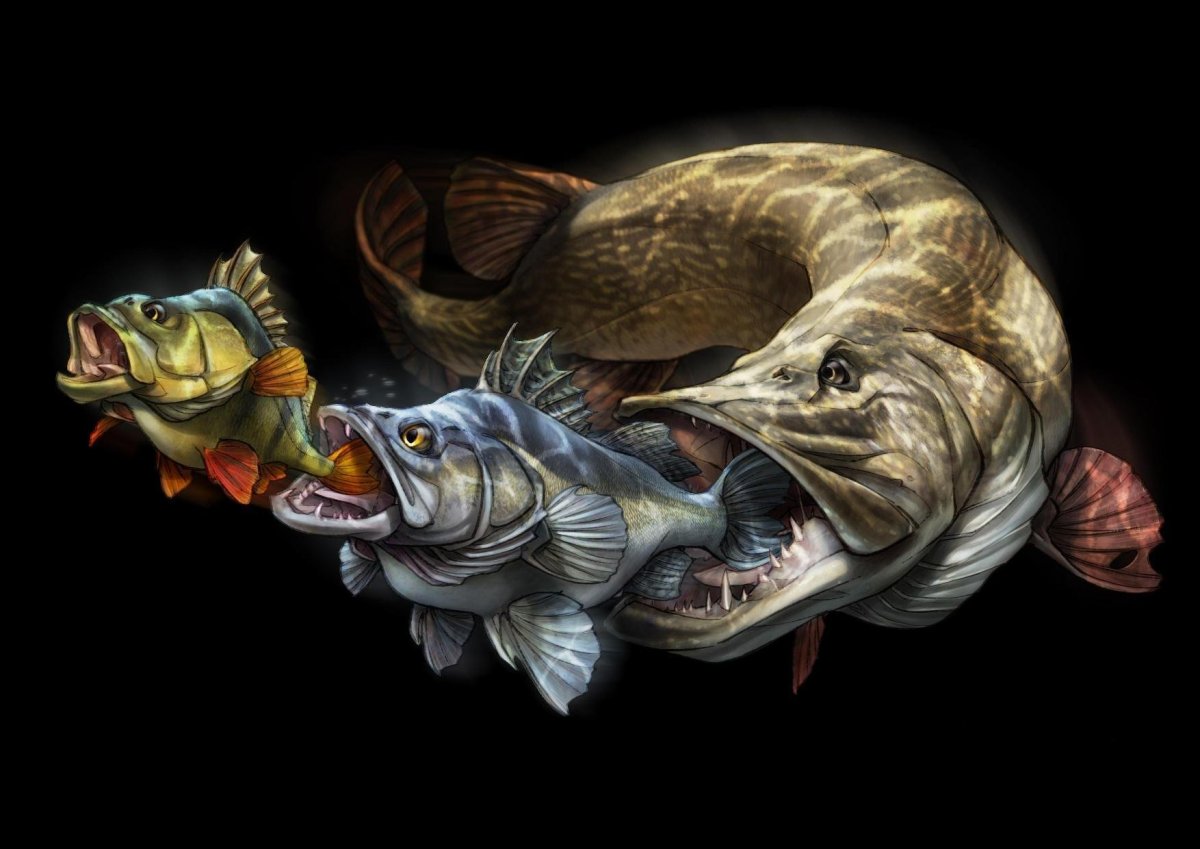 Красивые рыбки на черном фоне