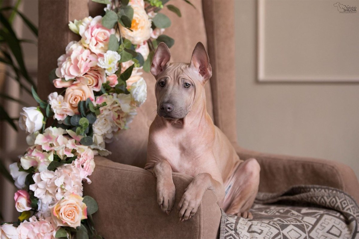 Тайский риджбек собака