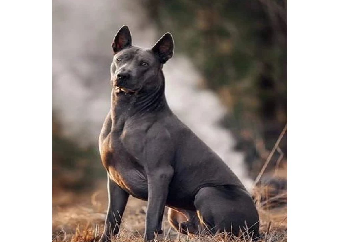 Родезийский риджбек