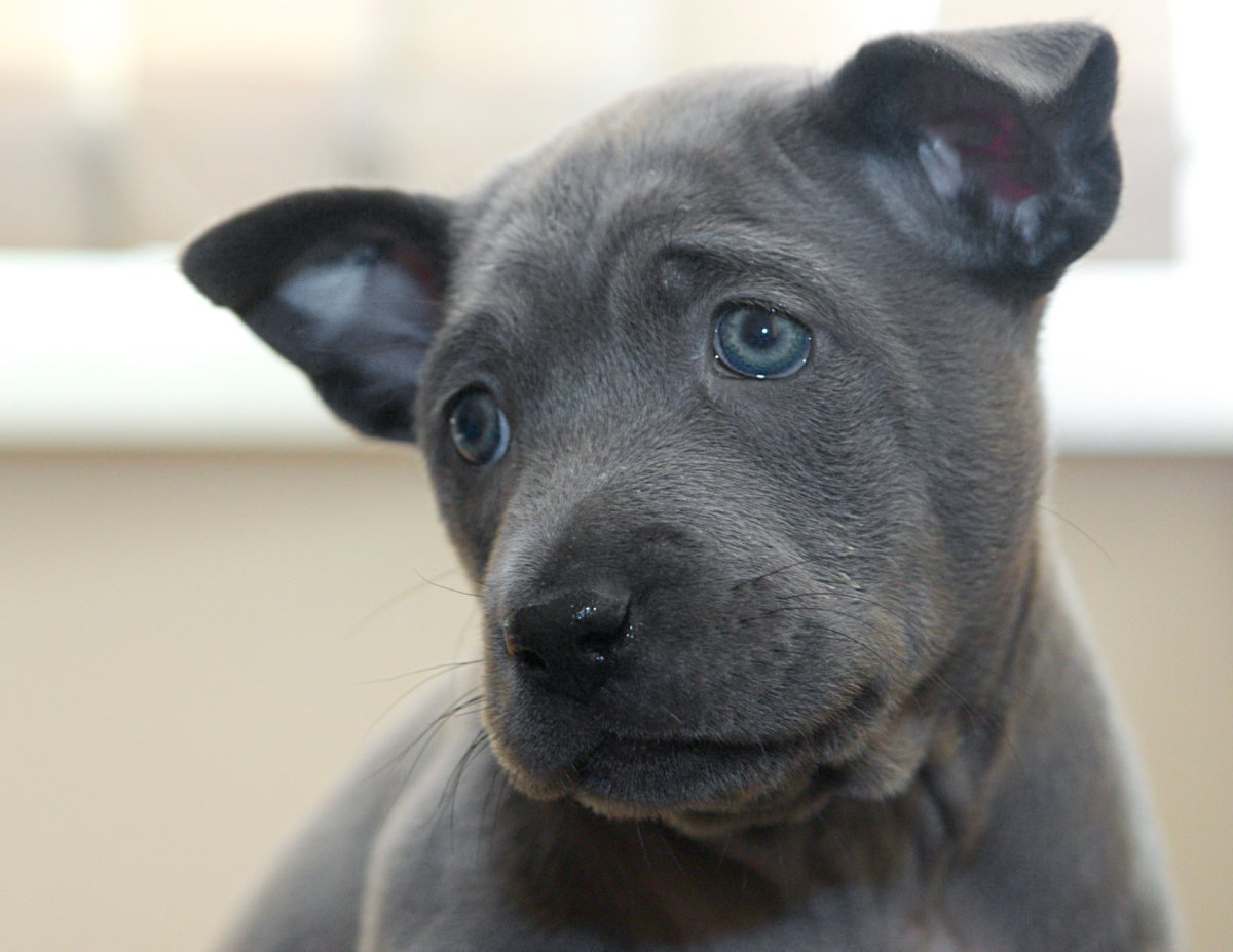 Тайский риджбек сзади