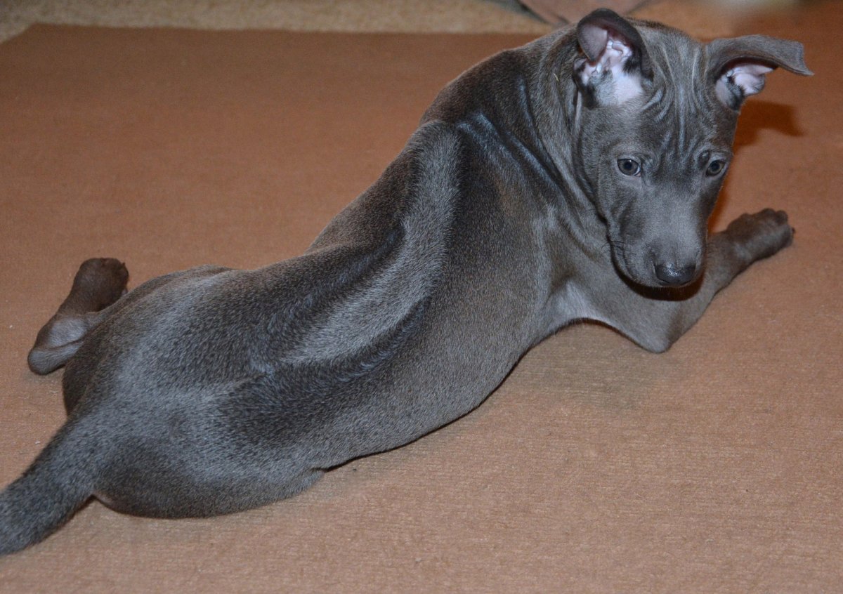 Тайский риджбек зимой