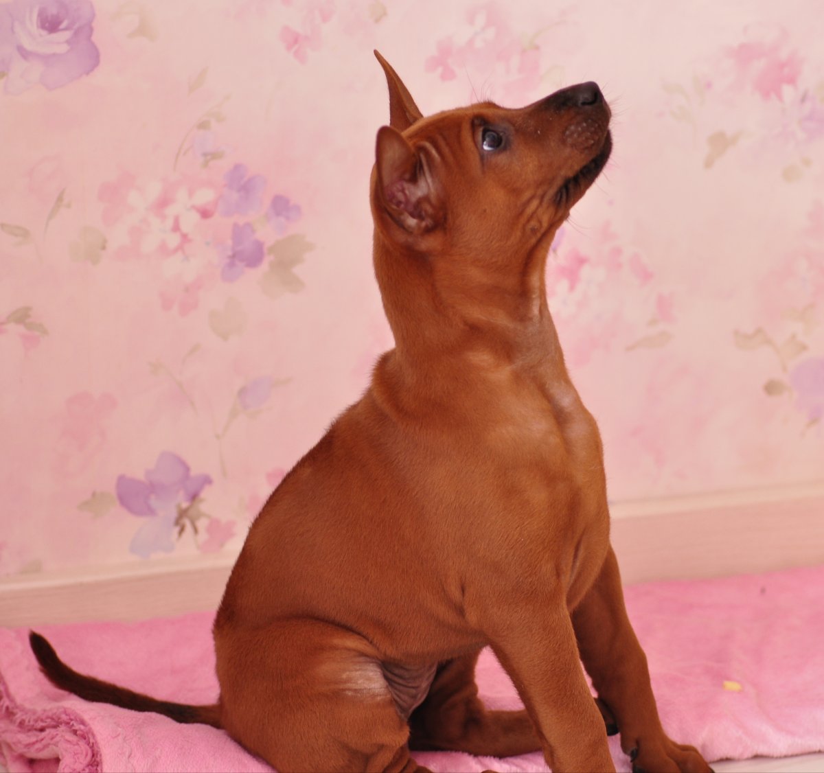 Аркобалено питомник