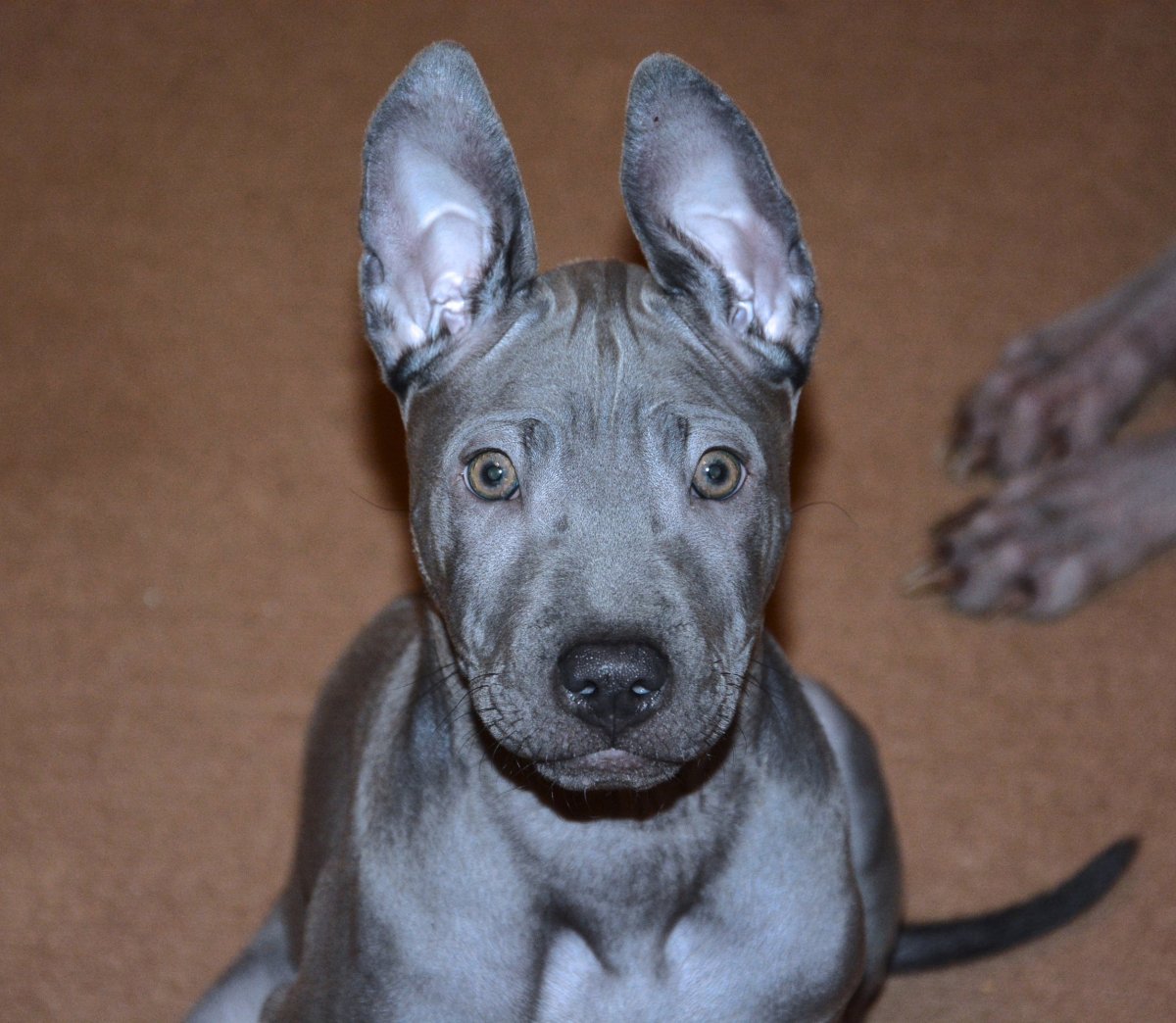 Тайский риджбек спина