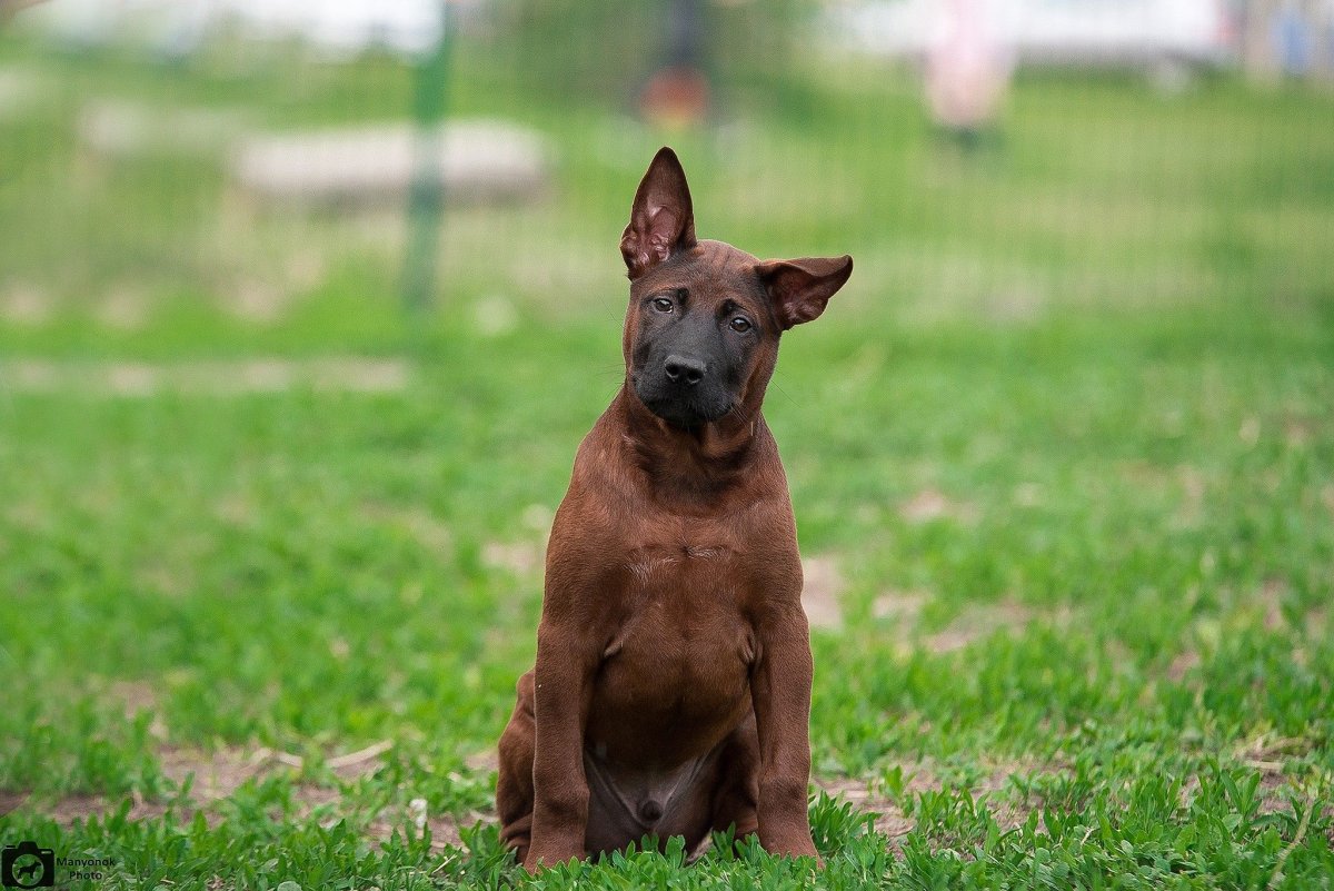 Тайская Аборигенная собака
