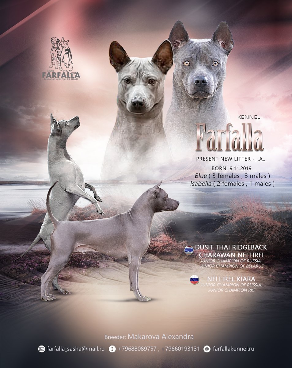 Тайский риджбек щенки 2 месяца