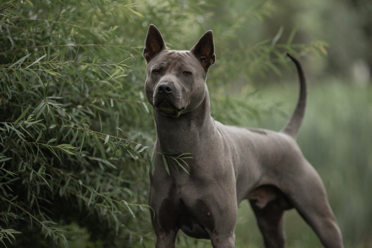 Тайский риджбек