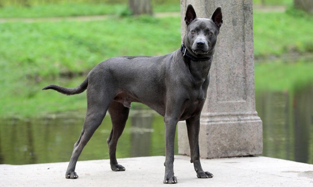 Тайский риджбек