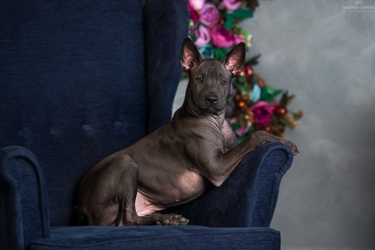 Тайский риджбек изабелловый