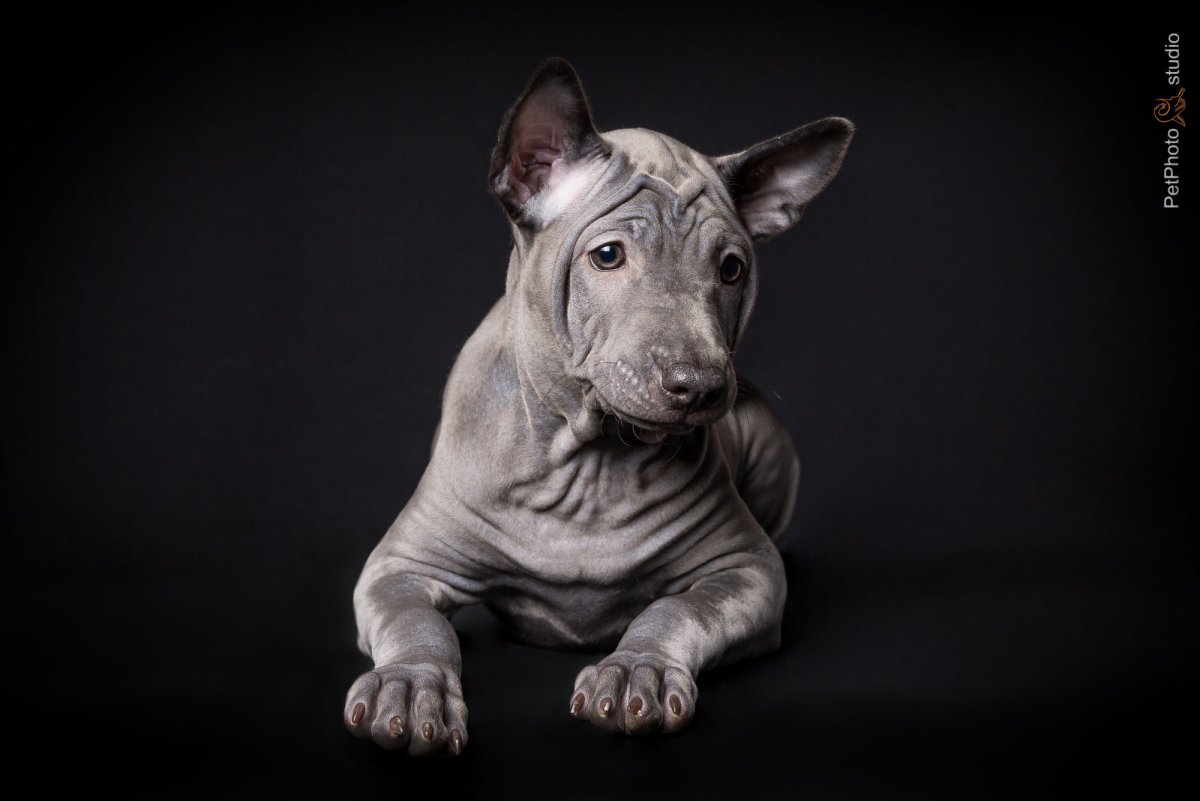 Лиловый риджбек фото