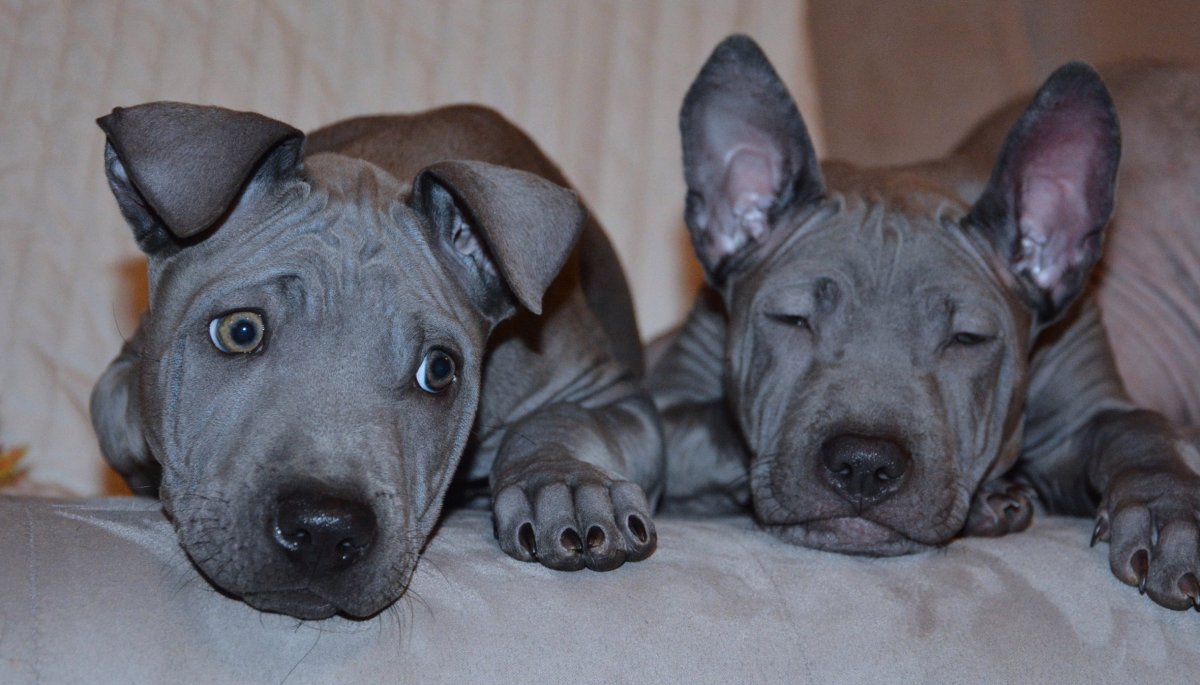 Тайский риджбек щенок