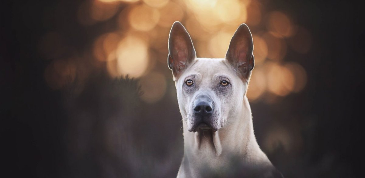 Тайский риджбек голубой стрела и стандарт
