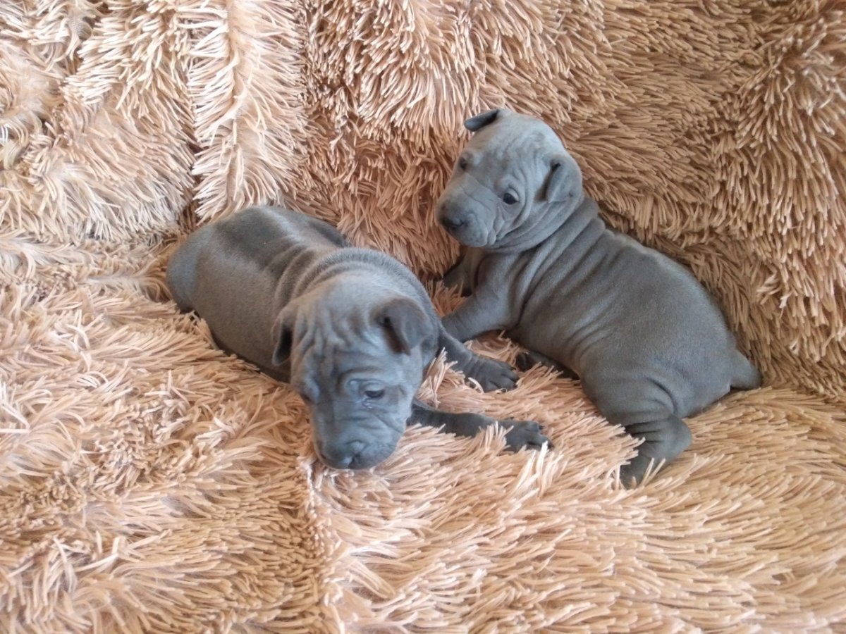 Тайский риджбек окрасы выставочный