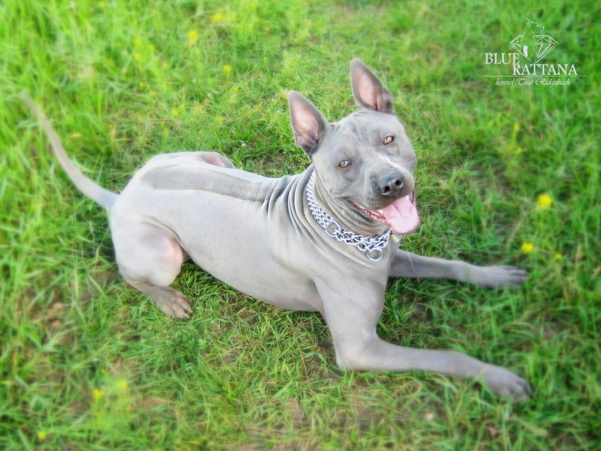 Фукуокский риджбек описание породы