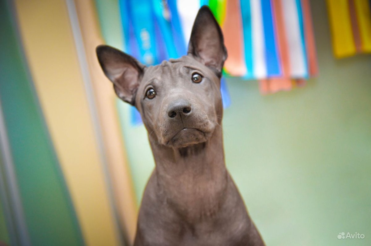 Тайский риджбек сидит