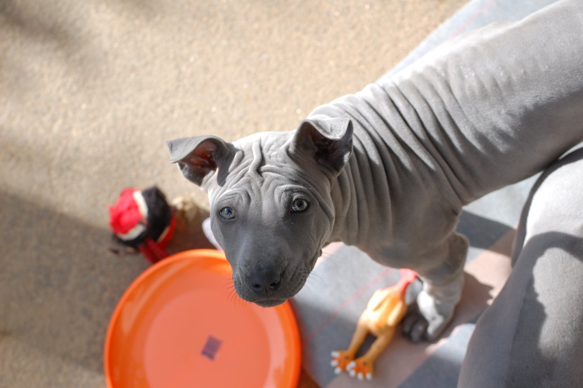 Тайский риджбек шерсть