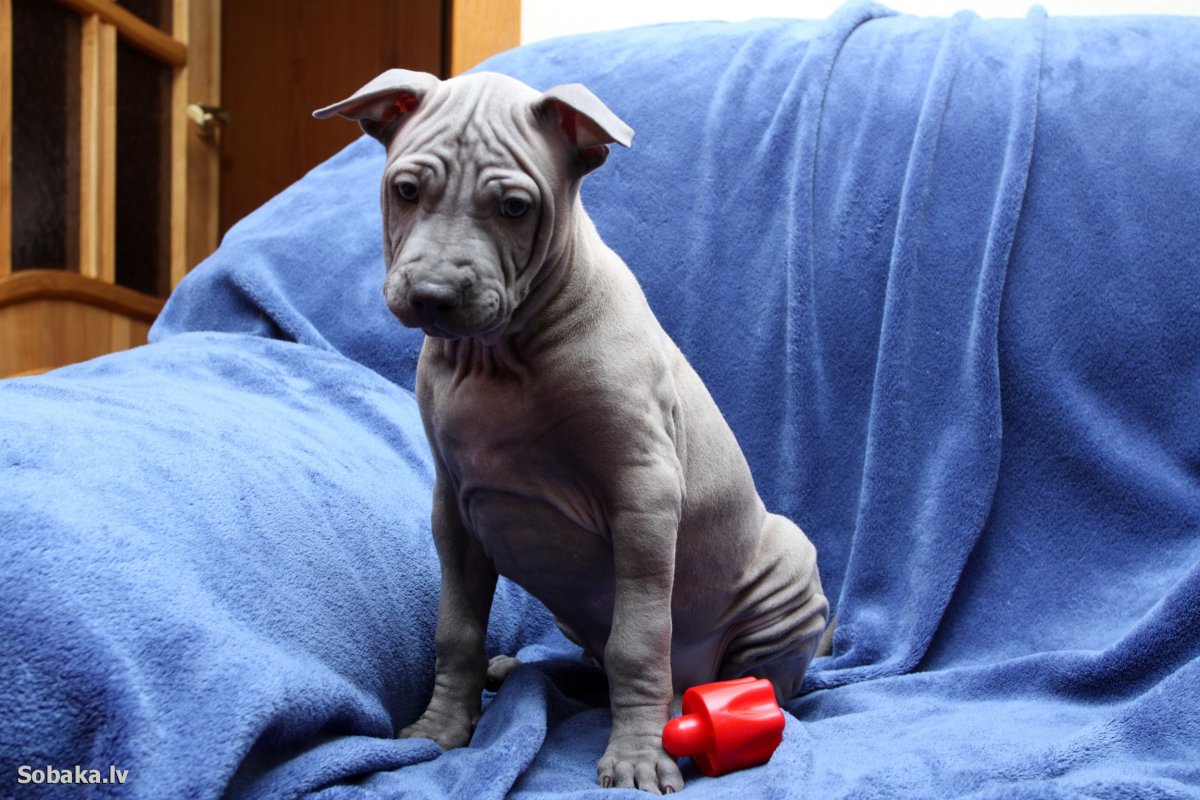 Тайский риджбек питомник