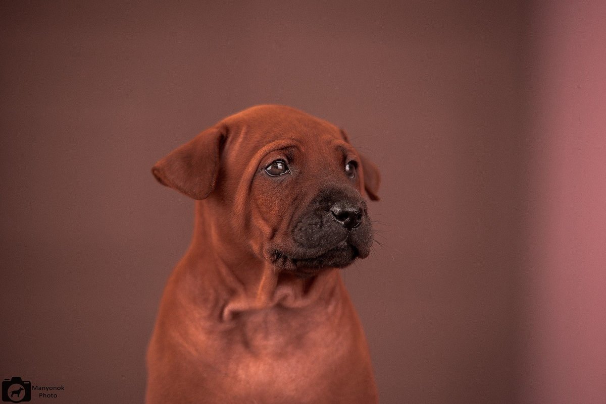 Тайский риджбек и басенджи сравнение