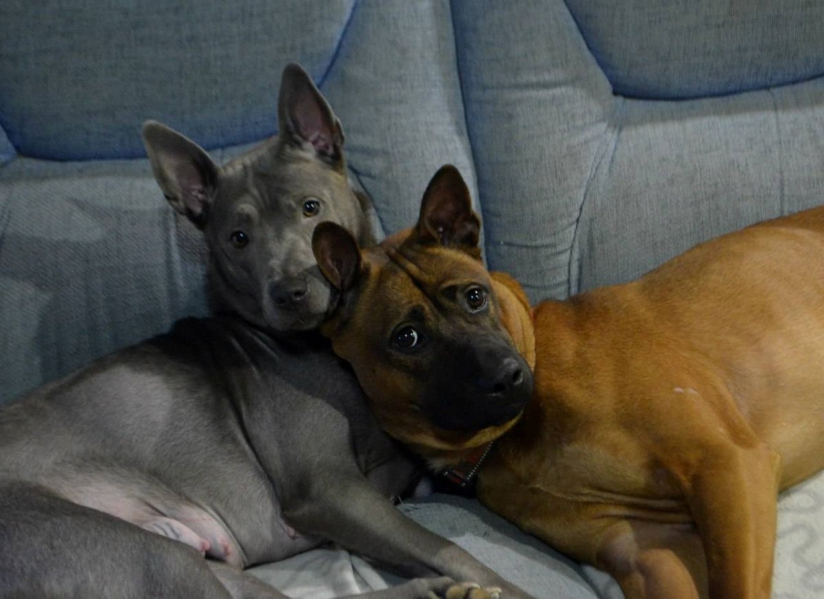 Тайский риджбек на крыше