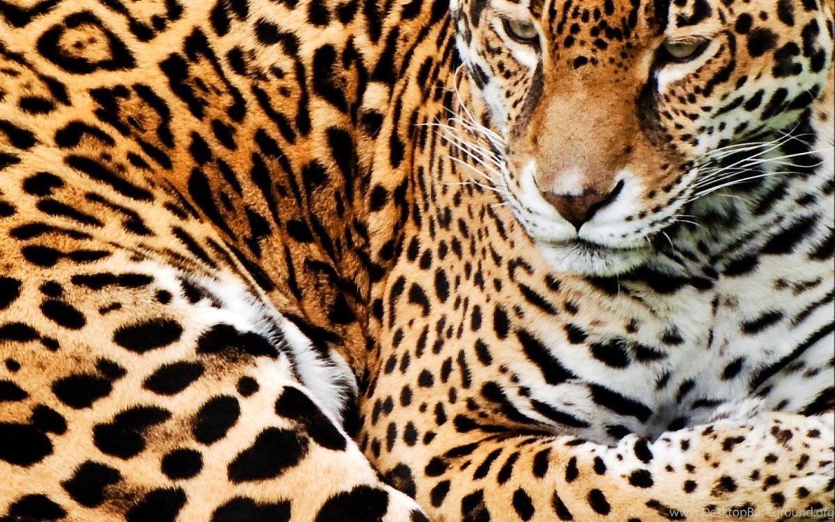 Шкура леопарда