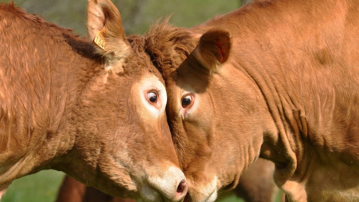 Очень красивая корова