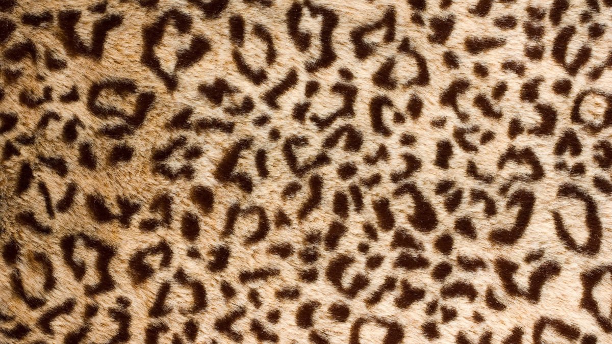 Шкура леопарда