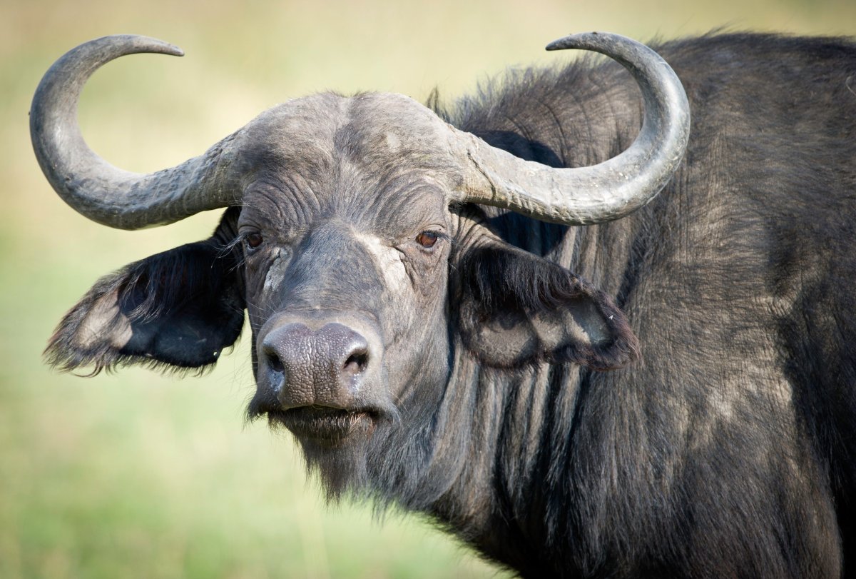 Целебесский буйвол