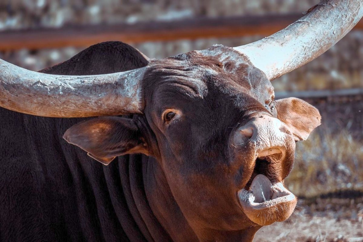 Голова быка