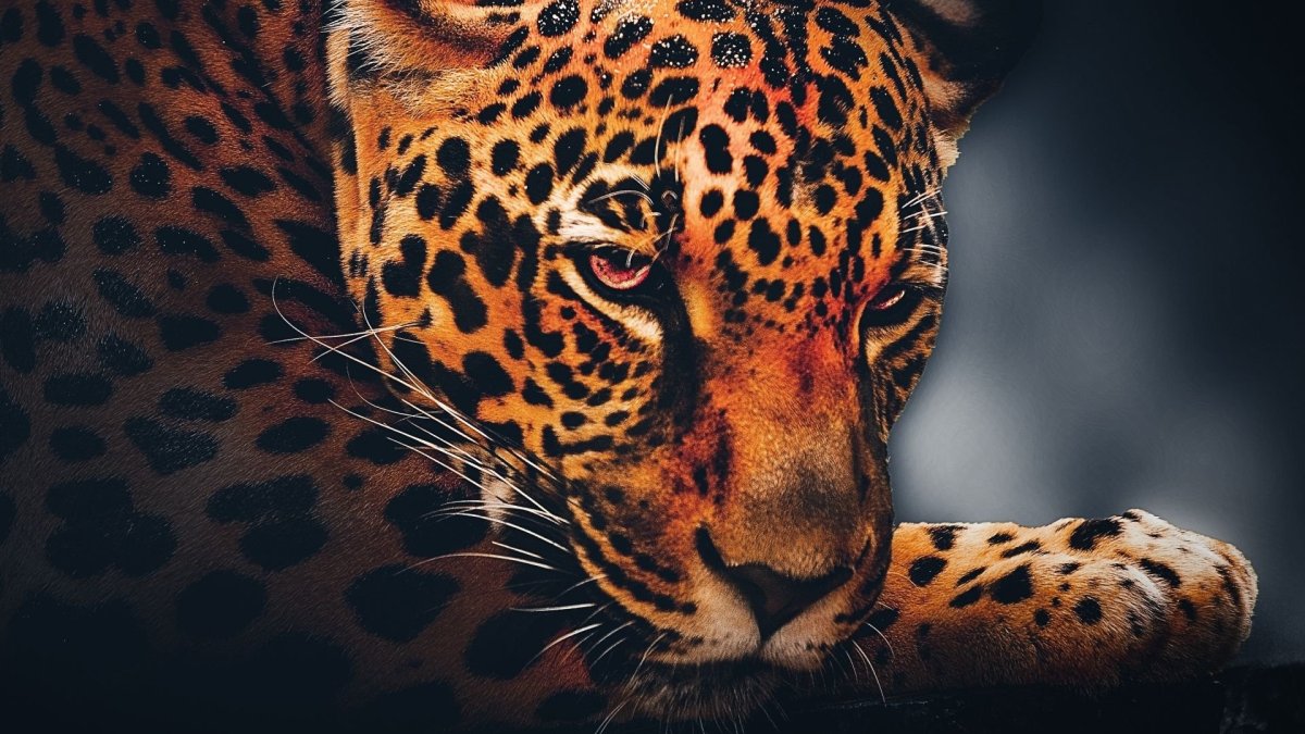 Леопард текстура