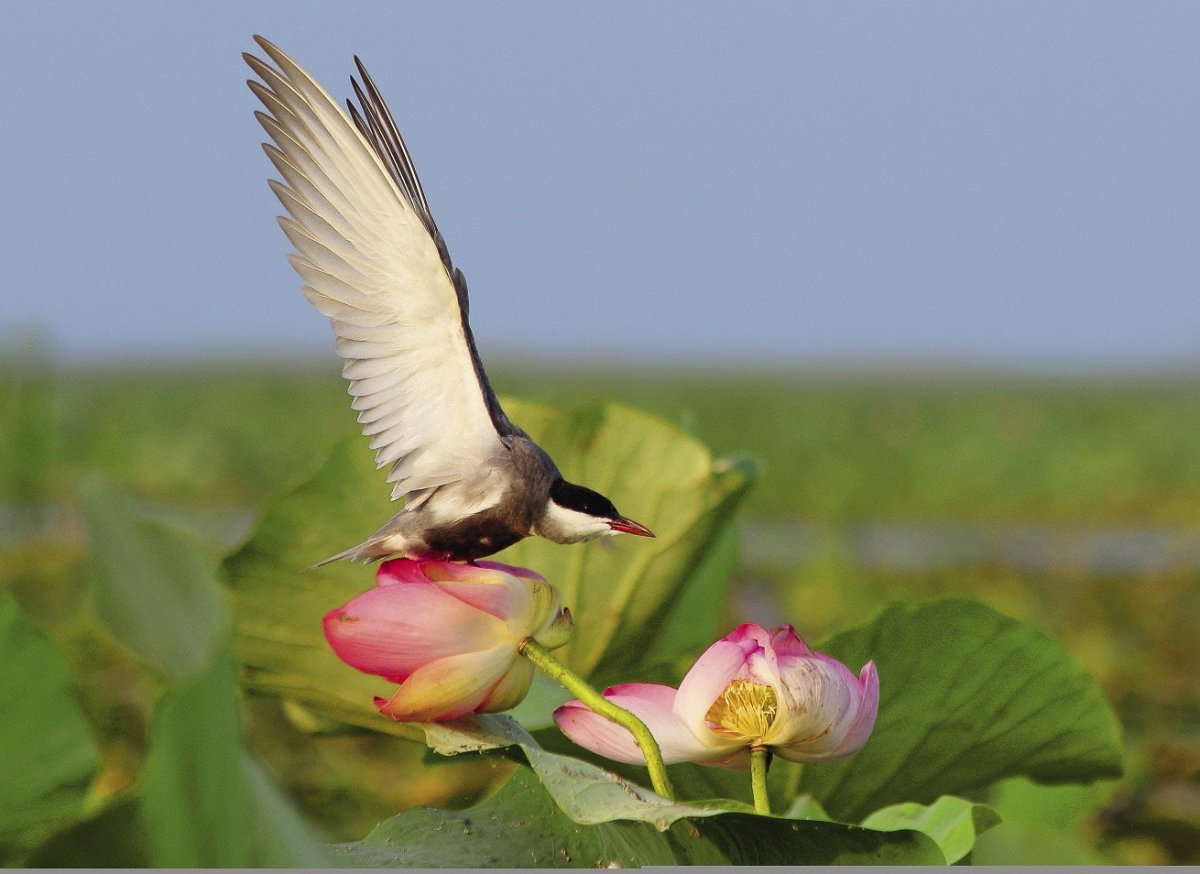 Птицы Волго Ахтубинской Поймы