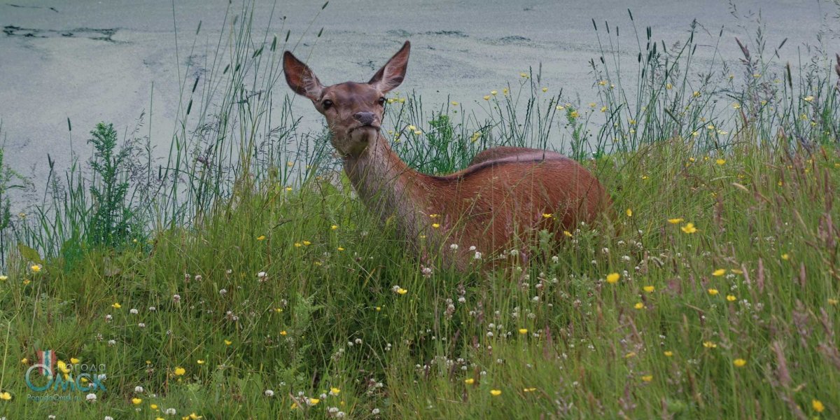 Перелетные птицы Южного Урала