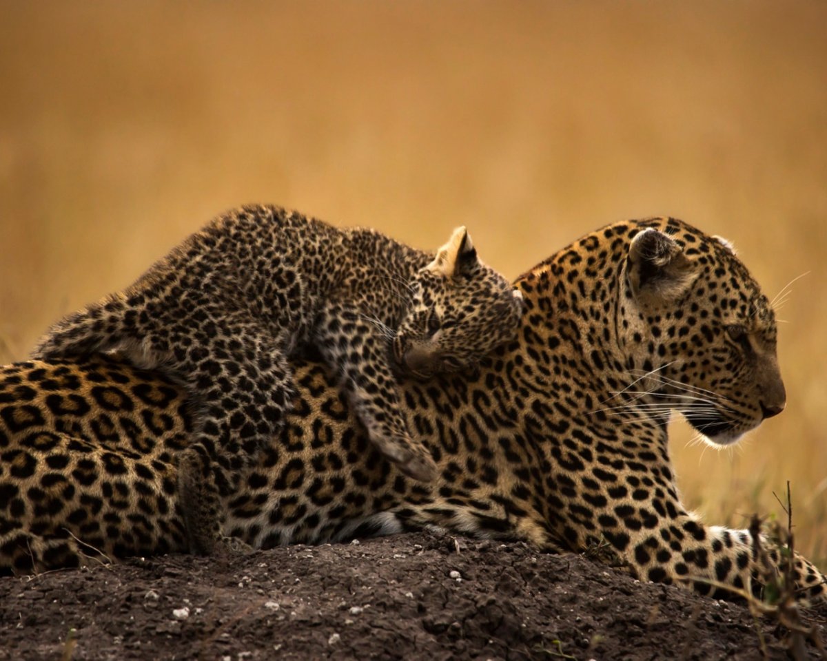 Мех леопарда