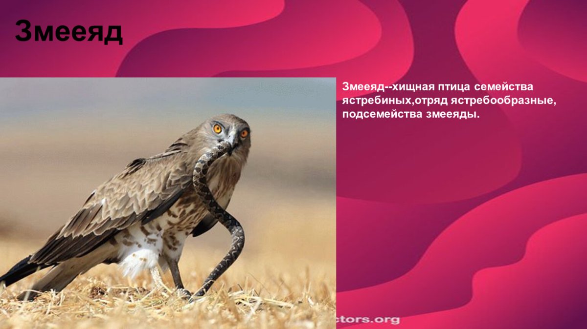 Ракша сизоворонка